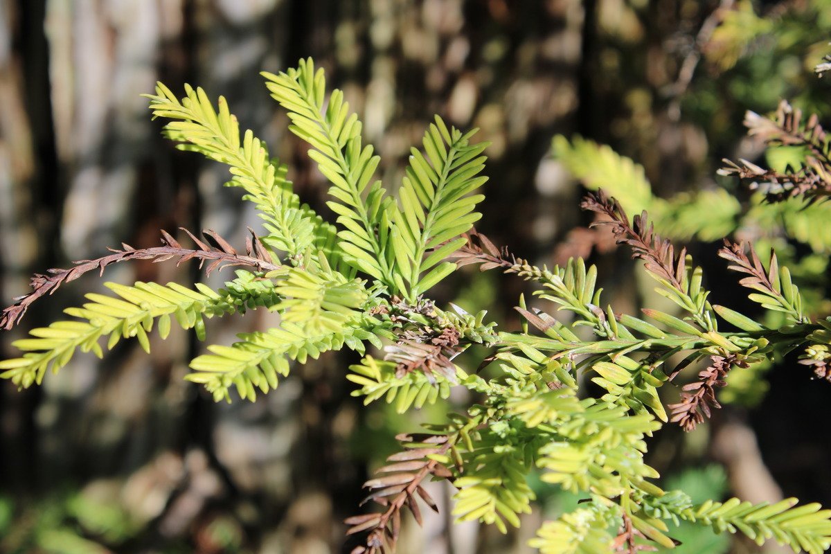 Green and Brown